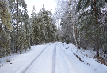 Obraz premium icy branches in frost and snow trees in a cold forest on a frosty winter day
