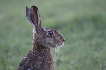 Fototapeta premium Lièvre aux aguets