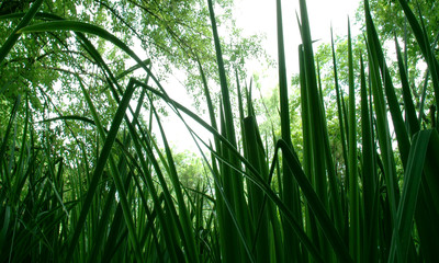 Green Grass 