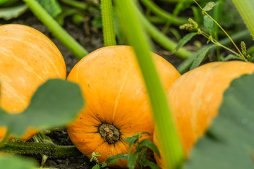 Natural ripe orange pumpkins grow in the garden on a background of green leaves.