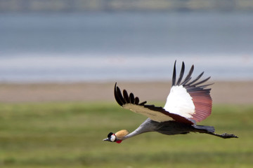 Grey Crowned Crane, (Balearica regulorum gibbericeps), in flight, Lake Elementaita, Rift Valley, Kenya.