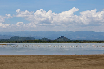 Fototapeta na wymiar Lake Elementaita scenic with flamingoes, Rift Valley, Kenya.