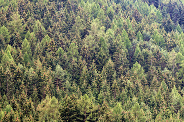 Detail of a pine forest