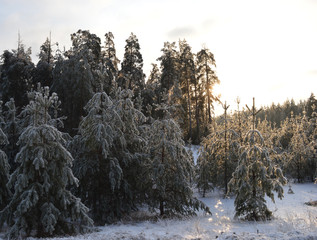 icy branches in frost and snow trees in a cold forest on a frosty winter day