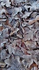 background of dry leaves, tło suchych liści
