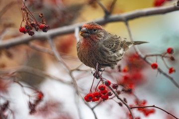 Finch eating berries