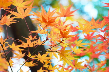 日本の東京都の旧古河庭園の美しい秋の風景