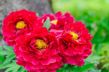 赤いぼたんの花