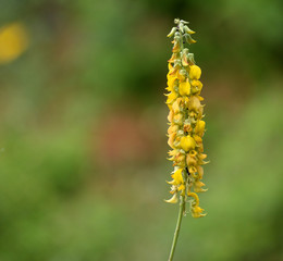 yellow flower