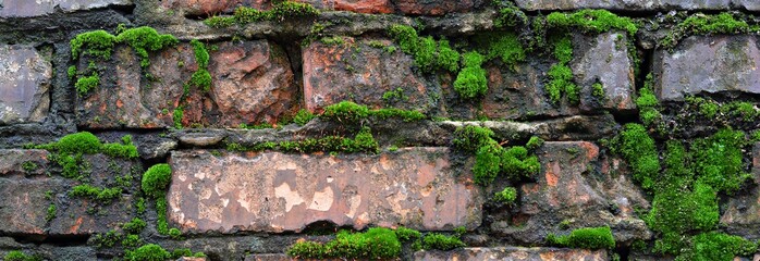 A wet brick wall overgrown with moss. Natural,background.