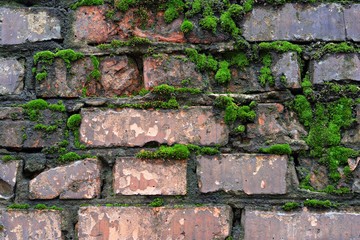 A wet brick wall overgrown with moss. Natural, background.