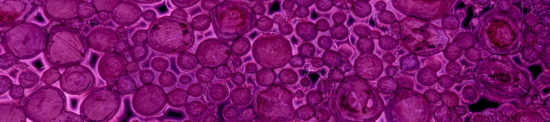 Wood texture or wood background. Wood for interior exterior decoration Purple design. 