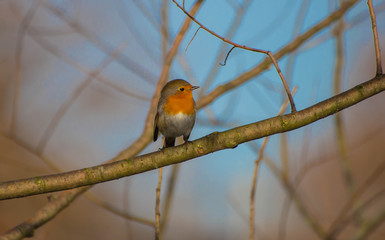 uccellino coraggioso 