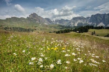 Fototapeta na wymiar mountain flora from an Italian mountain pasture in the Dolomites area