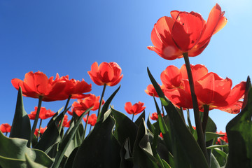 Tulips in a field