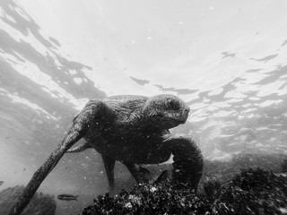 Swimming with the turtle