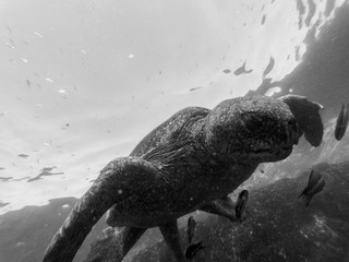 Swimming with the turtle