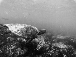 Swimming with the turtle