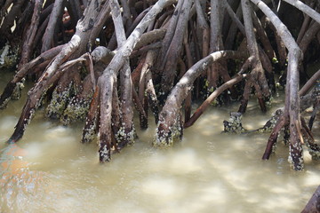 Mollusc on tree roots, Rio Lagartos