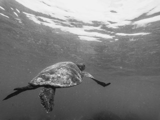 Swimming with the turtle