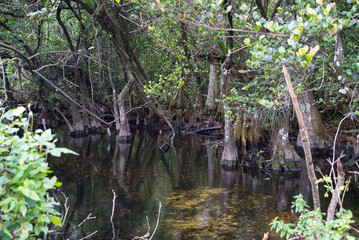 Fototapeta na wymiar Everglades Florida Nature Gewässer Wildlife