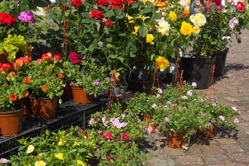sale of flower pots with ornamental spring flowers on the outdoor farmers market