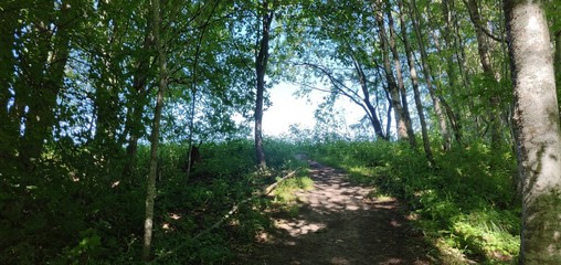 morning in the forest