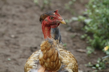 hen