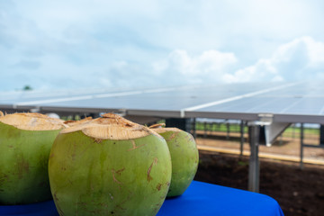 Green coconut in a tropical place with a solar panel backwards.