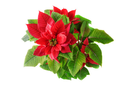 Poinsettia or Christmas star, isolated on white background. Christmas and New Year concept.