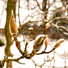 tree buds in winter