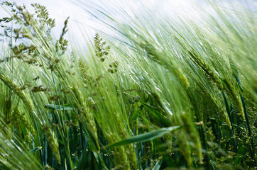 Detailaufnahme der Ernte