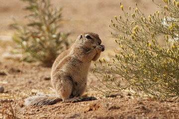 Erdmännchen in Nambia