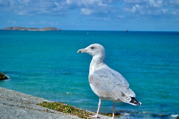 mouette bretonne