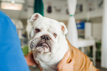 Portrait of a cute bulldog at vet clinic.