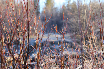 Willow branches are brown, with swollen fluffy buds in the rays of the bright spring sun.  Early spring. Selective focus.