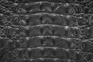 Leather with crocodile dressed texture