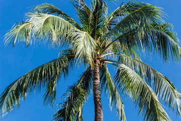 Obraz premium Empty copy space palm tree top isolated on blue sky. Green leaves exotic summer and good weather background.