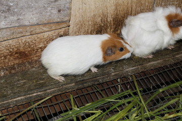 Obraz premium guinea pig