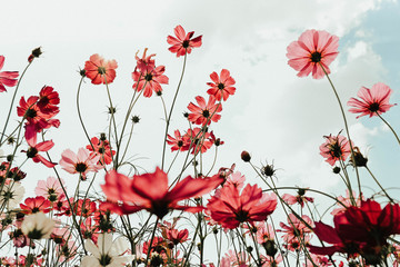 Cosmos flowers in the garden, vintage style
