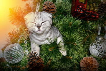 Gray striped skottish fold cat hiding in the branches of a pine tree