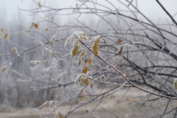 Autumn yellow-orange leaves on a tree branch, covered with frost in a foggy Park or forest. Selective focus. Late autumn. Natural beautiful landscape