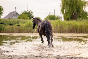 Beautiful well-groomed dark horse for a walk by the lake. A horse runs on water. Strength and Beauty
