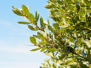(Laurus nobilis) Laurel shrub in Provence
