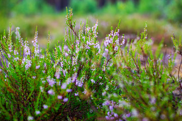 field of flowers