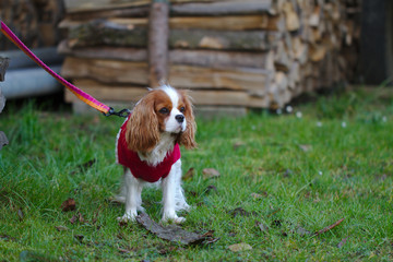 Portrait of a cavalier king charles spaniel dog in red clothes. Dog on the background of wood...