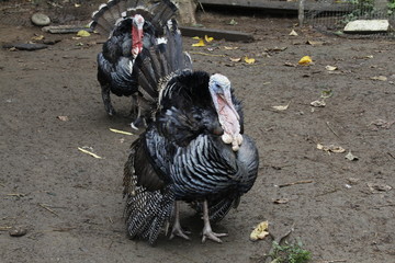 Fototapeta na wymiar turkey on a farm