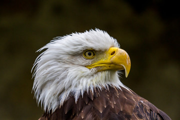 Weißkopf-Seeadler