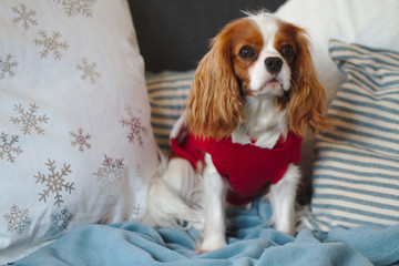 Dog cavalier king charles spaniel in red clothes is sitting on the couch.