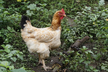 hen and chickens